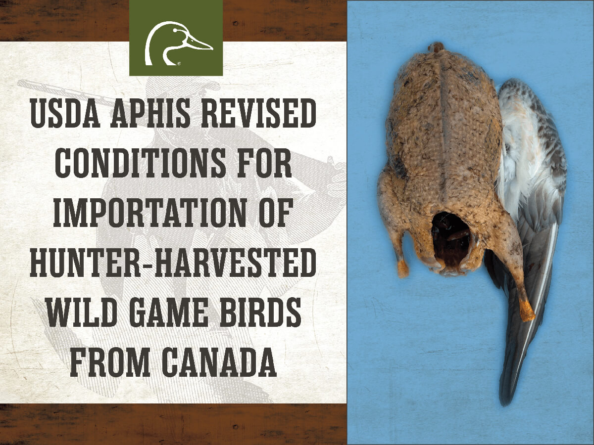 Waterfowl Hunters and the Avian Flu What You Need to Know